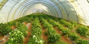 وهران.. ارتفاع في مساحات و إنتاج الخضروات داخل البيوت البلاستيكية 