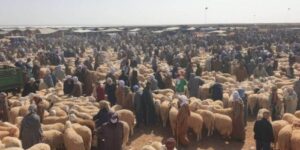 الوالي أمر بغلق أسواق الماشية الأسبوعية.. الحمى القلاعية تؤرق الموالين  