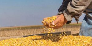 قدر بحوالي 12 ألف قنطار.. ترقب مردود وفير من محصول الذرة الصفراء بالبيض 