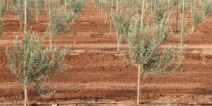 البيض.. نجاح رهان غرس حوالي نصف مليون شتلة من أشجار الزيتون 