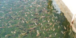 نحو دمج تربية المائيات مع النشاط الفلاحي بالعاصمة