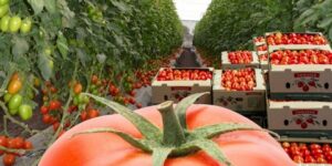 المزارعون الإسبان والفرنسيون يدينون ممارسات المغرب وتقاعس المؤسسات الاوروبية