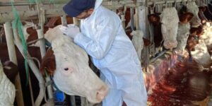 أم البواقي.. تلقيح 23 ألف رأس من الأبقار ضد مرض إلتهاب الجلد العقدي