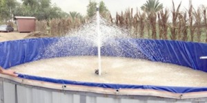 تيميمون.. نشاط تربية المائيات بالأحواض المائية بالبساتين يستهوي المستثمرين