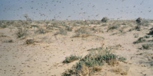 المنيعة.. أسراب الجراد الصحراوي تهدد المستثمرات الفلاحية