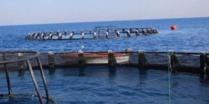 لقاء جهوي حول تنمية الاستثمار في مجال تربية الأسماك البحرية بالعاصمة 