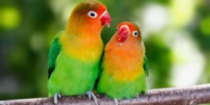 العلم والإيمان.. ومن كل الثمرات جعل فيها زوجين اثنين