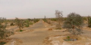 حديقة التجارب بـ “تينمري” بإيليزي.. تجربة ناجحة للسقي بالمياه المعالجة