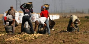 ندرة اليد العاملة وتراجع الإنتاجية تهدد القطاع الزراعي المغربي