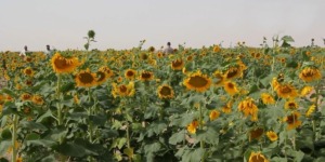 نحو زراعة دوار الشمس على مساحة 60 ألف هكتار على المستوى الوطني