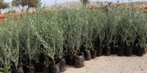 قسنطينة.. برمجة غرس أزيد من 100 ألف شجرة مثمرة