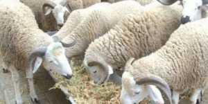 ركود في سوق الماشية وتوقعات بانخفاض أكبر في الأسعار مع تفعيل قرار الاستيراد استعدادا لعيد الأضحى