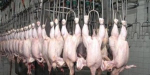 رفع إنتاج اللحوم البيضاء بباتنة 