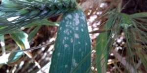 البليدة.. مرض “البياض الدقيقي” يهدد محاصيل الحبوب