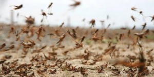 غرداية وبشار.. تفعيل جهاز اليقظة ومراقبة الجراد