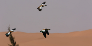 إيليزي وجانت.. رصد 323 من الطيور المائية المهاجرة بالمناطق الرطبة