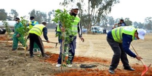 ميلة.. برنامج لزراعة الأشجار المقاومة للجفاف 