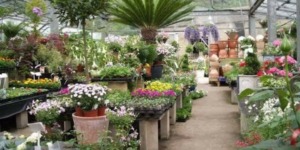 المشتلة.. قبلة عشاق النباتات 