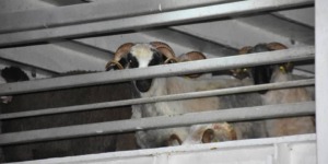 عيد الأضحى: وصول أول باخرة محملة بـ15.000 رأس غنم إلى ميناء الجزائر