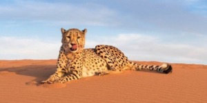 الفهد الصحراوي أماياس يظهر بحظيرة الأهقار بتمنراست