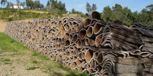 انشاء 60 مؤسسة صغيرة ومتوسطة لترقية مهن استغلال الموارد الغابية