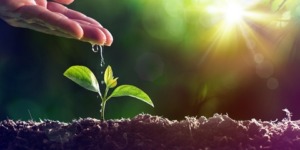 اغرس ولا تيأس