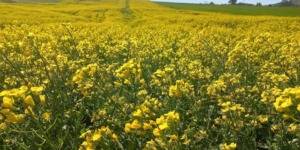 البليدة.. عمليات تحسيس واسعة لجلب اهتمام الفلاحين بزراعة السلجم الزيتي