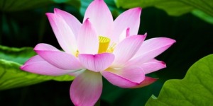 توازن النبات