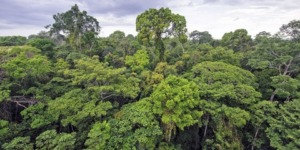 العلم والإيمان.. أهمية الغلاف النباتي