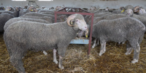 مربو الماشية الإسبان يتخذون إجراءات عاجلة لتصدير الأغنام إلى الجزائر