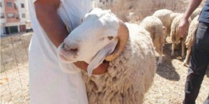 منظمة حماية المستهلك تدعو إلى عدم الفوضى في أسواق أضاحي العيد المستوردة