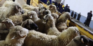 بيع الأضاحي المستوردة عبر الأسواق الجوارية مع توفير الدفع الإلكتروني ومكاتب بريد متنقلة