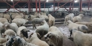 بومرداس.. هذه نقاط بيع الكباش المستوردة