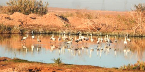 إحصاء أزيد من 170 طائر مهاجر  بتوقرت