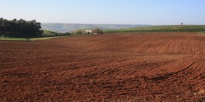 سيدي بلعباس.. تخصيص ثلاثة محيطات فلاحية للاستصلاح في إطار الامتياز