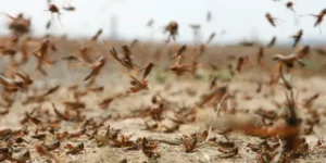 مخطط وقائي لمكافحة الجراد ببرج باجي مختار