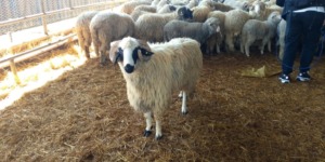 عين تموشنت.. ستة مواقع لتجميع وبيع أضاحي العيد المستوردة