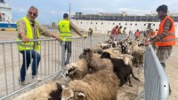 وهران: وصول باخرة قادمة من إسبانيا محملة بـ13 ألف رأس من الغنم