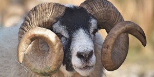 الأضحية مقطوعة الذنب