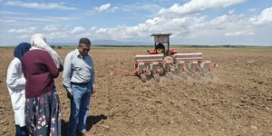 عين تموشنت.. الزراعات الزيتية  قبلة للفلاحين