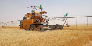 الجزائر تحقق قفزة نوعية في إنتاج الحبوب وعين قزام تتصدر بأكثر من 7000 قنطار هذا الموسم