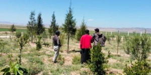 أم البواقي.. نحو غرس 70 ألف شجيرة مثمرة مقاومة للجفاف