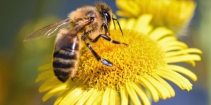 أسرار غبار الطلع