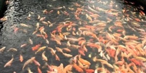 استزراع صغار سمك البلطي الاحمر بتاممفوست