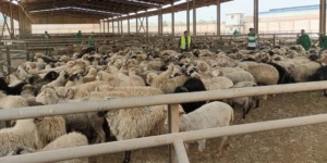 بطاقة التعريف البيومترية ضرورية لاقتناء الأضاحي المستوردة ببومرداس