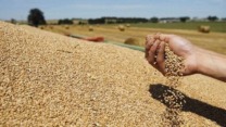 تلمسان.. نحو إنتاج أزيد من 176 ألف قنطار من الحبوب
