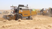 انطلاق حملة الحصاد في الشمال وسط مؤشرات واعدة بإنتاج وفير من الحبوب