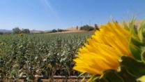 هل ستتحول الطارف إلى قطب لزراعة بذور دوار الشمس