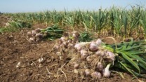 تراجع في إنتاج الثوم بميلة