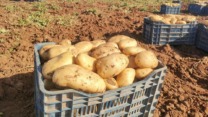 توقع إنتاج أزيد من 10,5 مليون قنطار من البطاطس غير الموسمية  